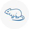 Rat Control Partick