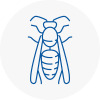 Partick Wasp Nest Removal